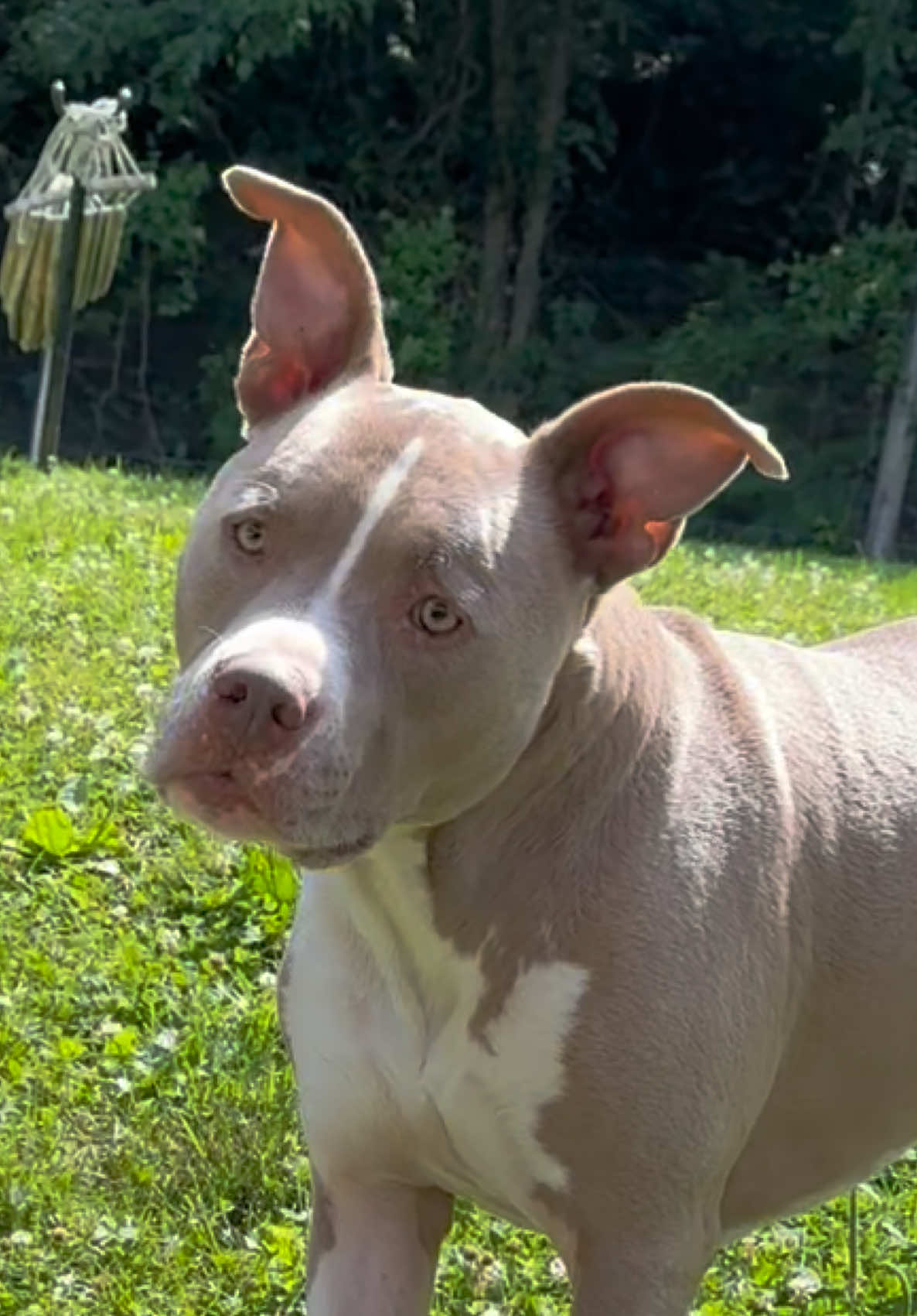 @Pittie Mom