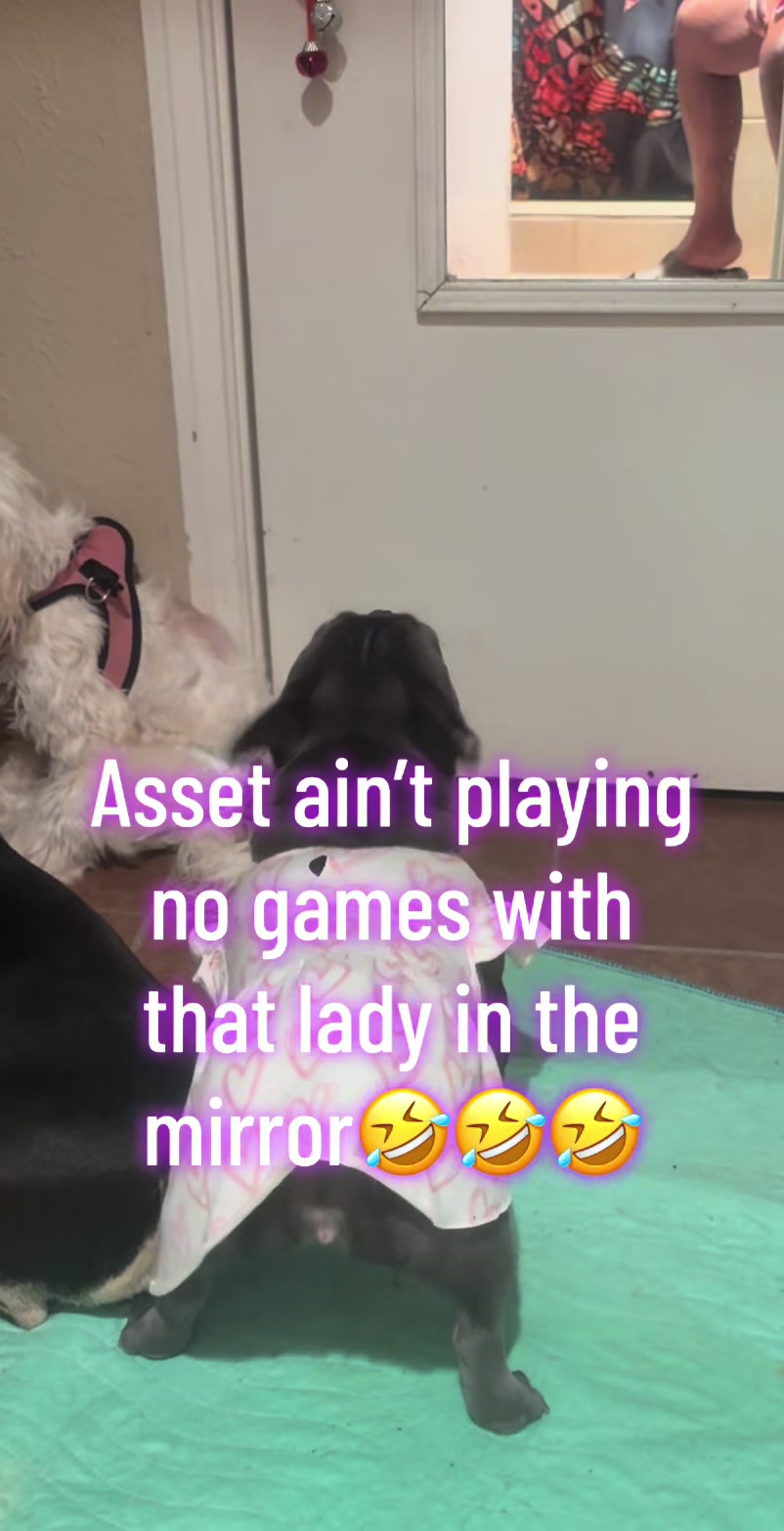 @🍯 🦖 🔥 dogmoneyhunnay 🥋 🚒