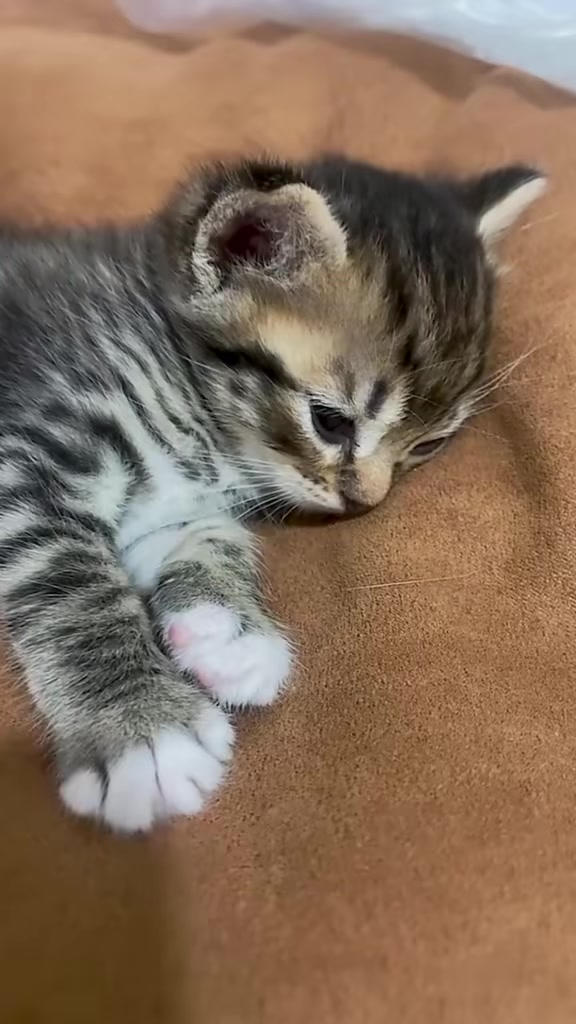 @catbosssss