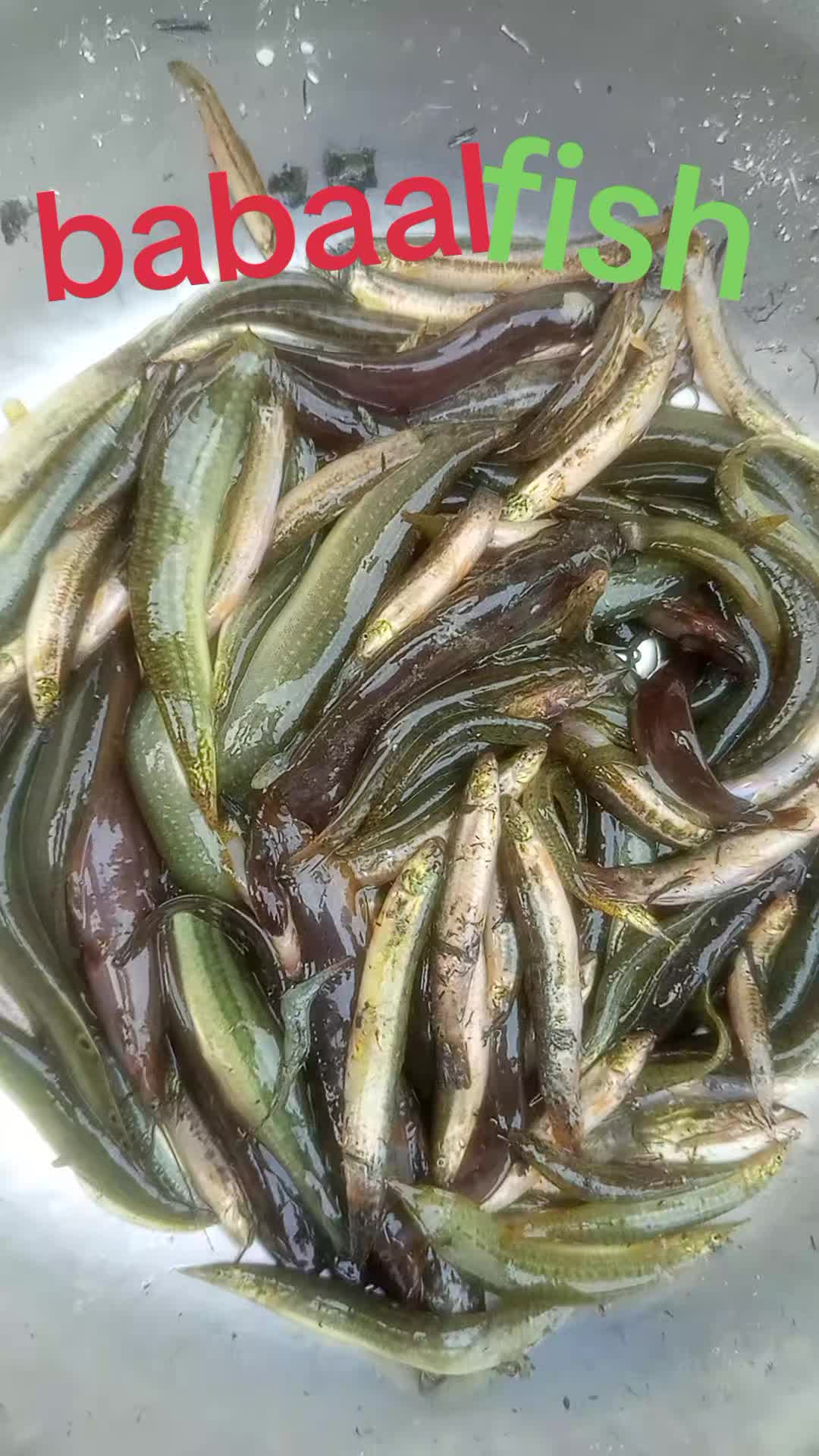 @kabir.hawari.786
