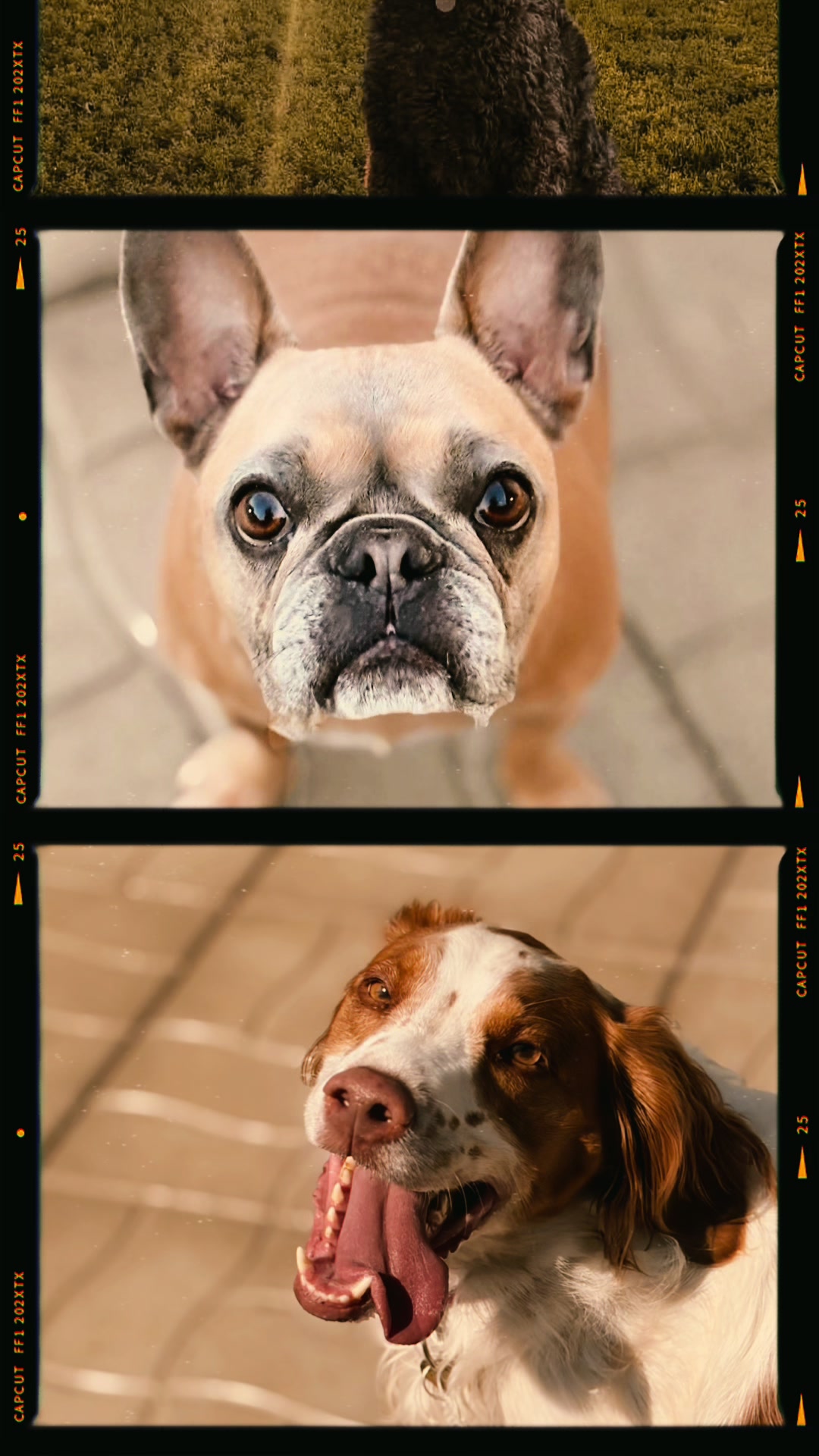 @Pension.canine.Aguerin