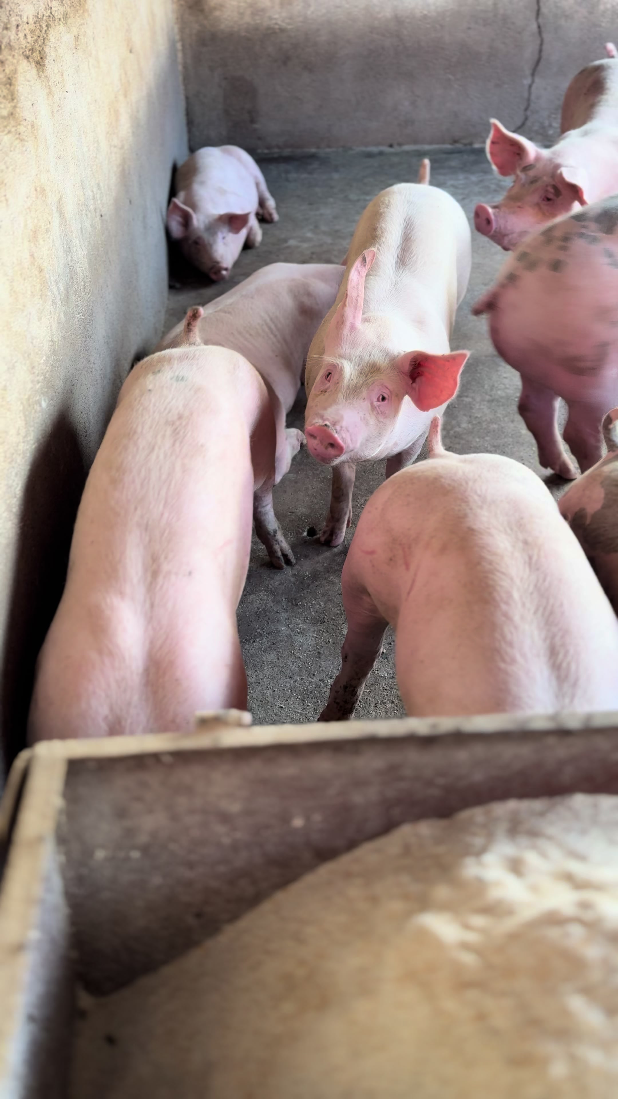 @Alan Garc&iacute;a 🇲🇽🐷🐖🐽