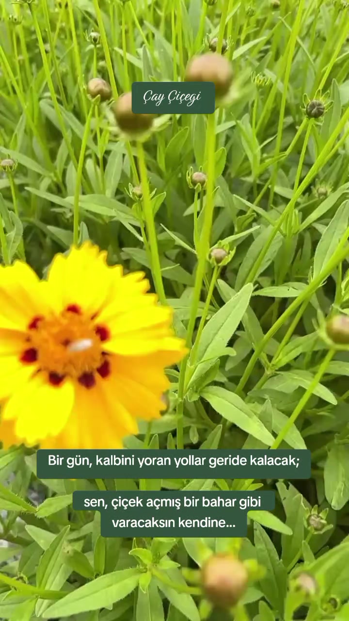 @Çay çiçeği-53