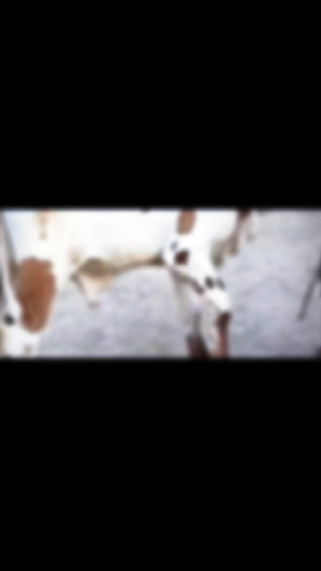 @𝐓𝐇𝐄 𝐂𝐀𝐓𝐓𝐋𝐄 𝐅𝐀𝐑𝐌 &trade;