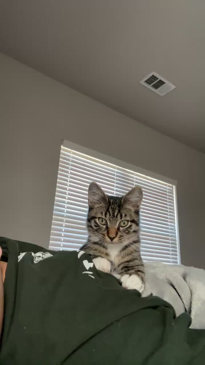 @KittyFam