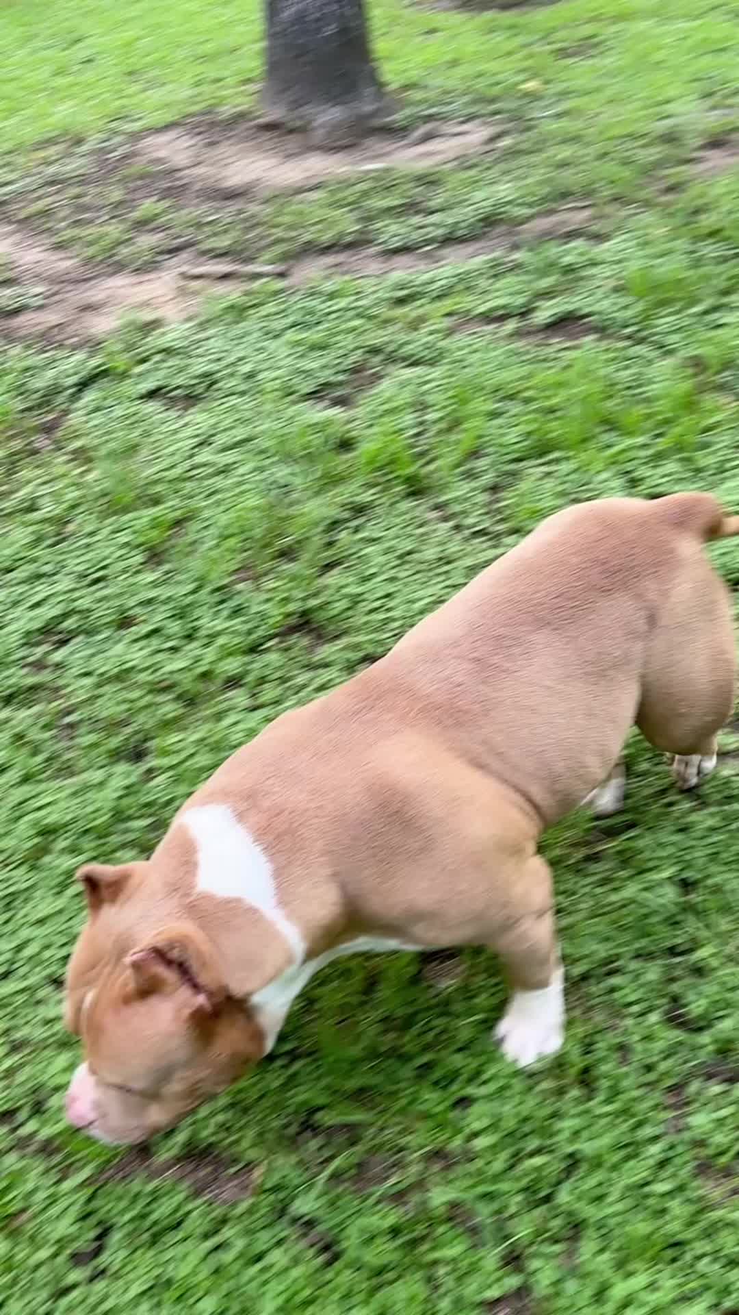 @QBN Kennel