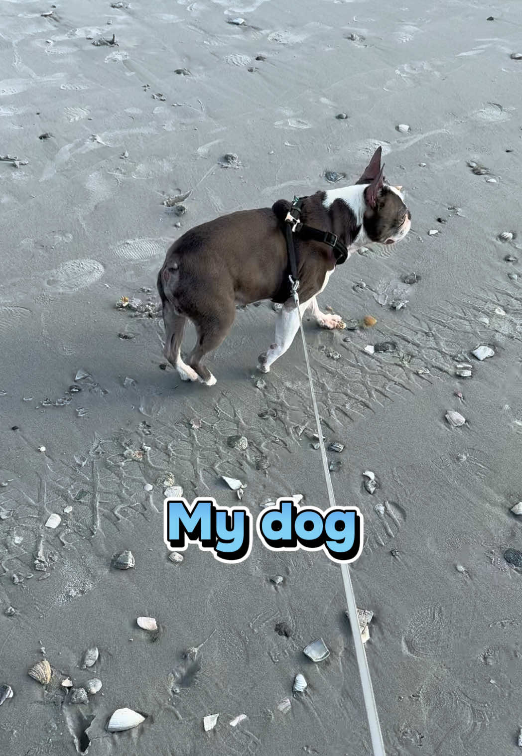 @Hugo_the_Frenchton