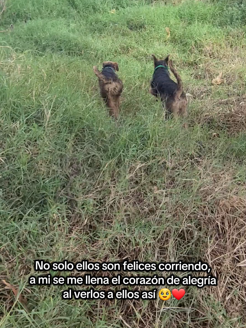 @Trufa Y Máximo🐾Airedales