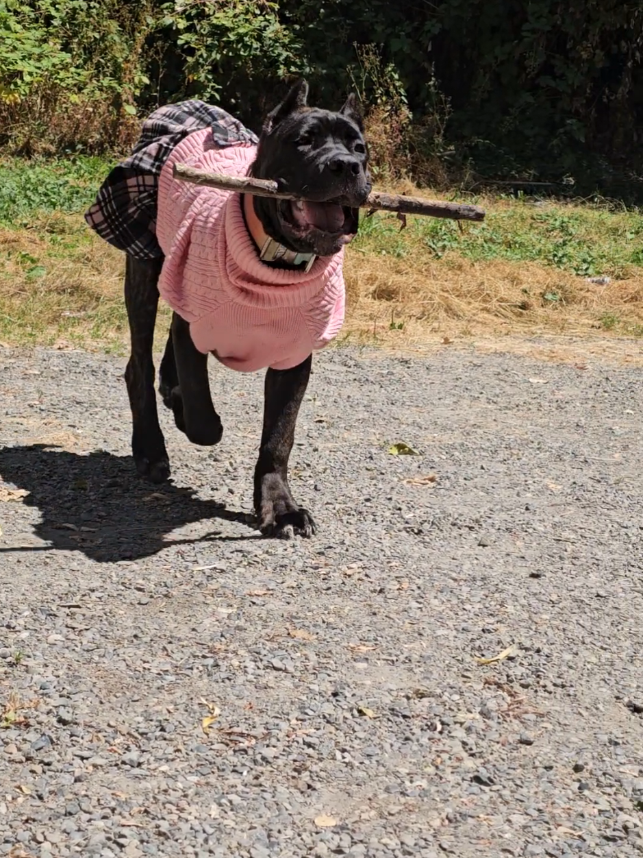 @SalmonCreekCaneCorso