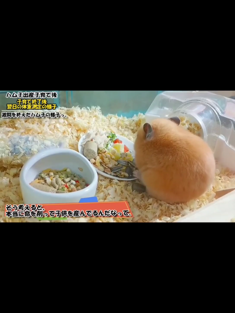 @ようちゃんAnimalPetTV