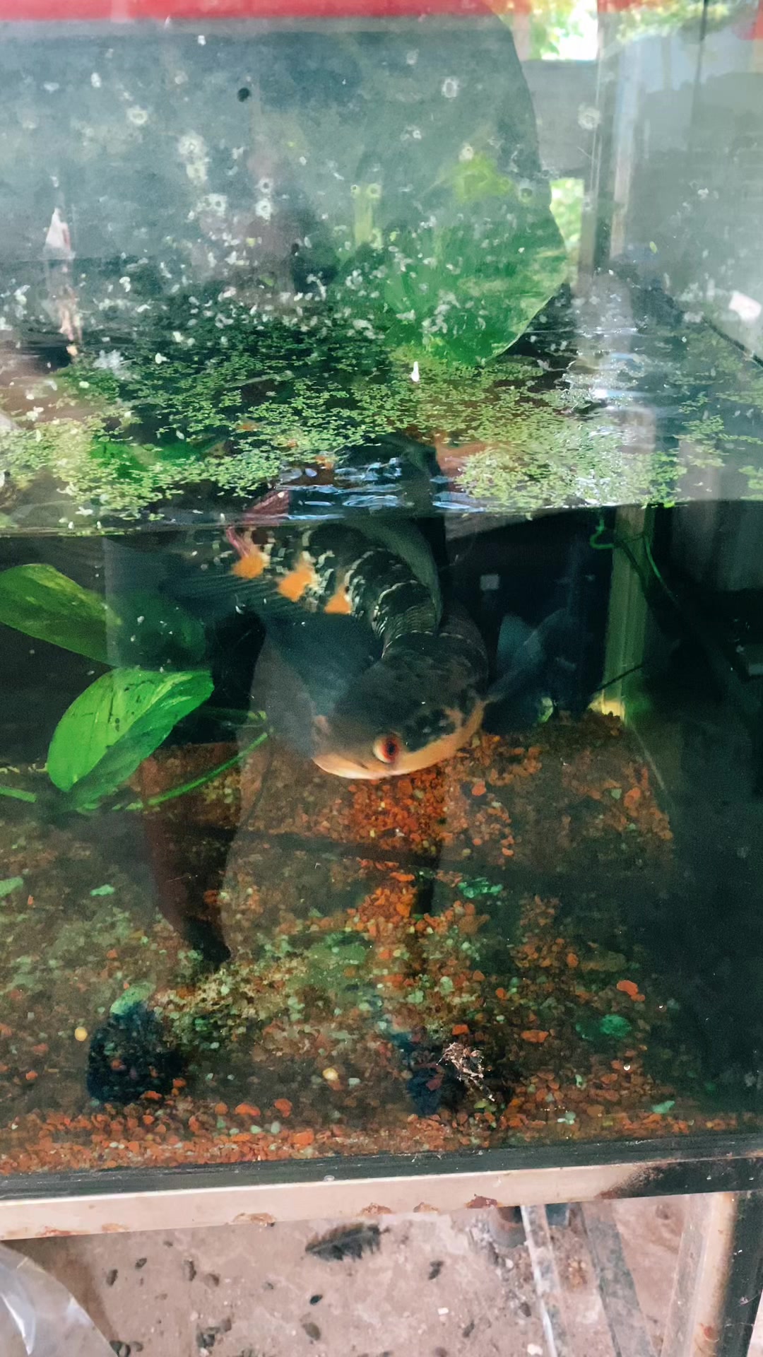@Quốc Việt Channa