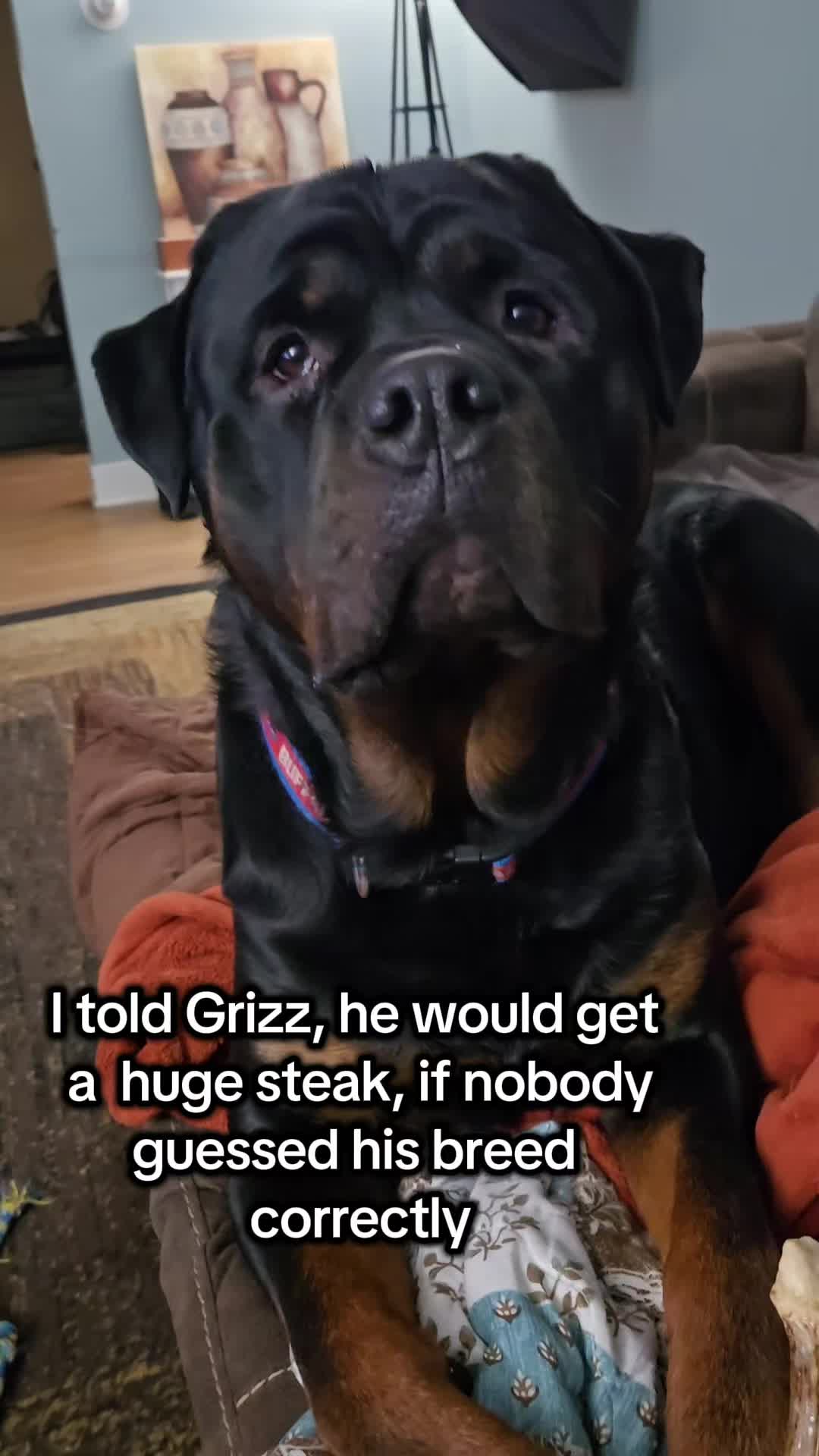 @GRIZZ the ROTTen