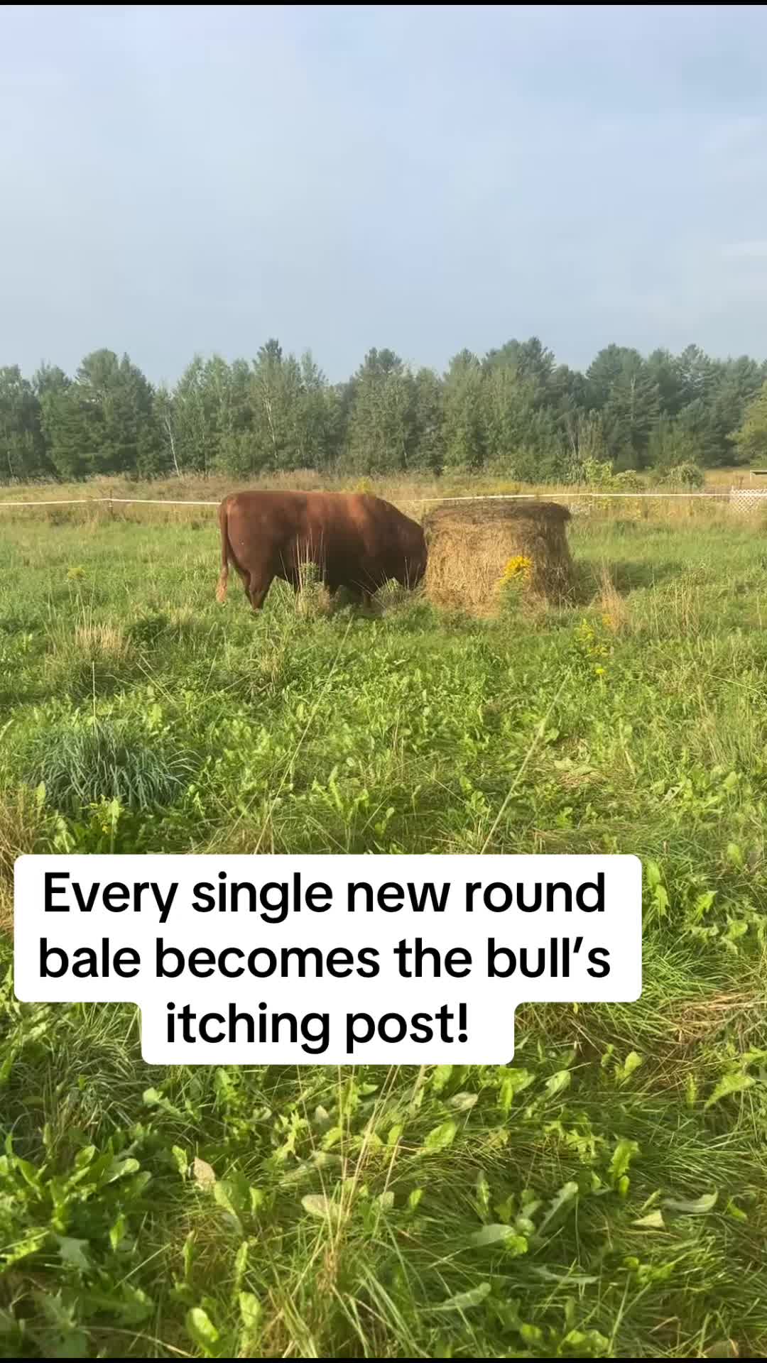 @littlesandycreekfarm