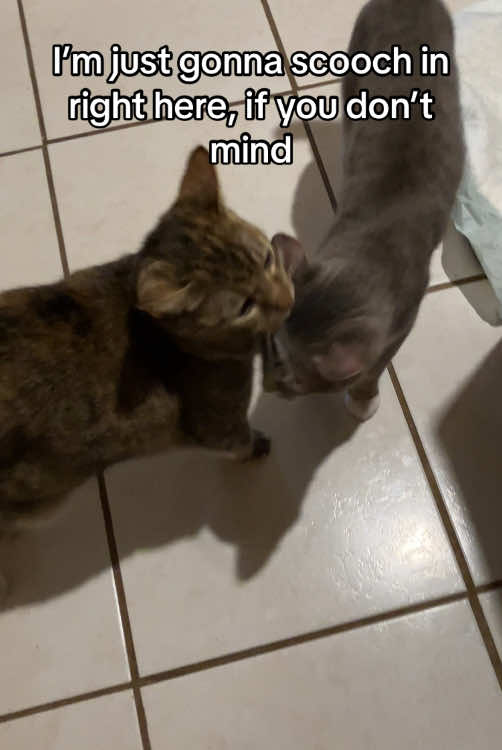 @Adoptacatinc