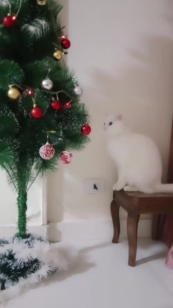 @Svetkin2507