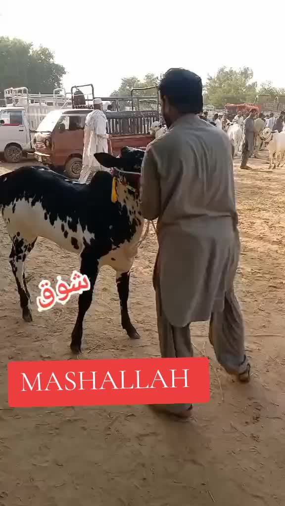 @Ashar