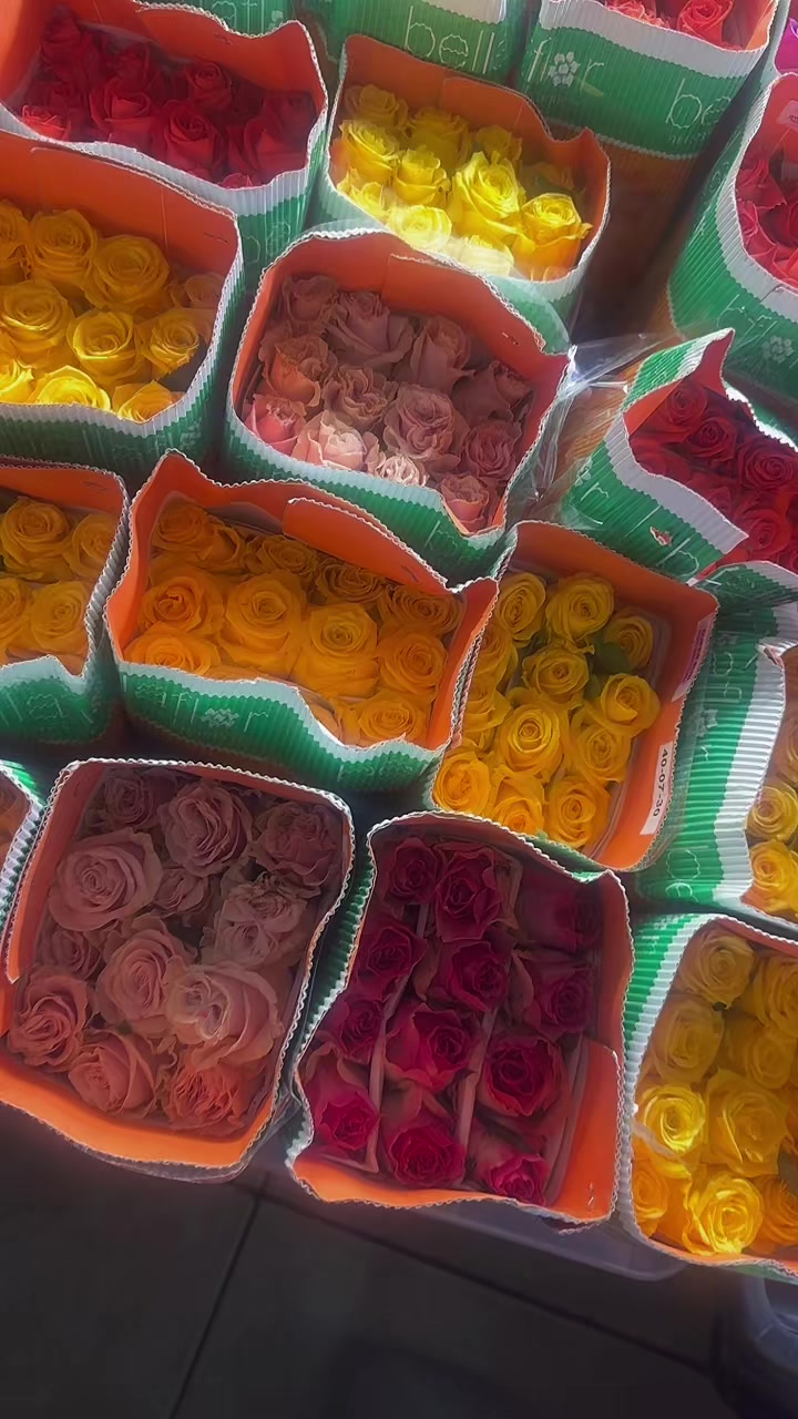 @دانه المطوع