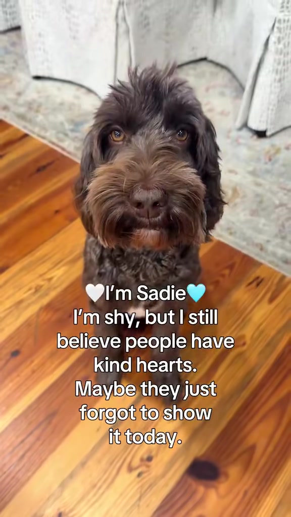 @Sadie the Doodle