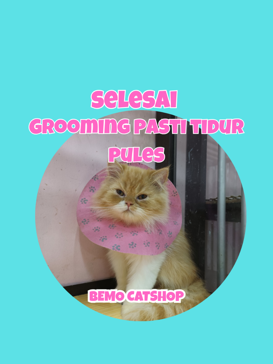 @Bemo Catshop