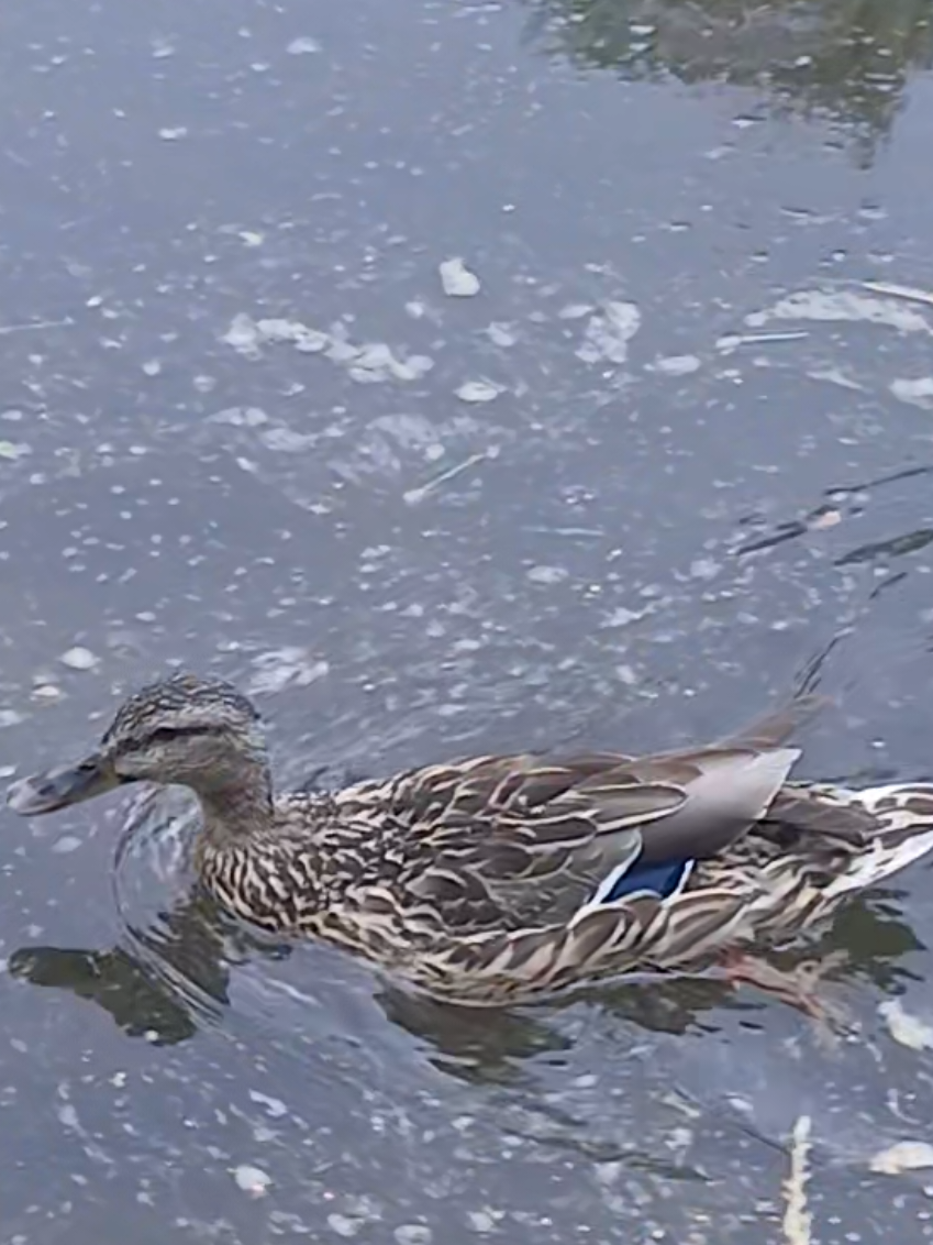 @Kaczogród u Milki🦆🦆🦆🦆