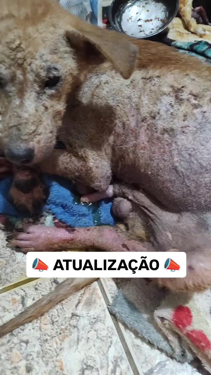 @ABRIGO DA VÓ