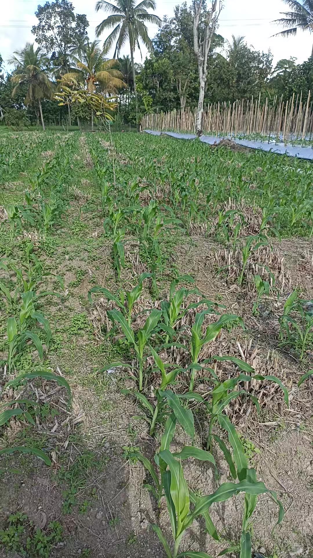 @JP farm