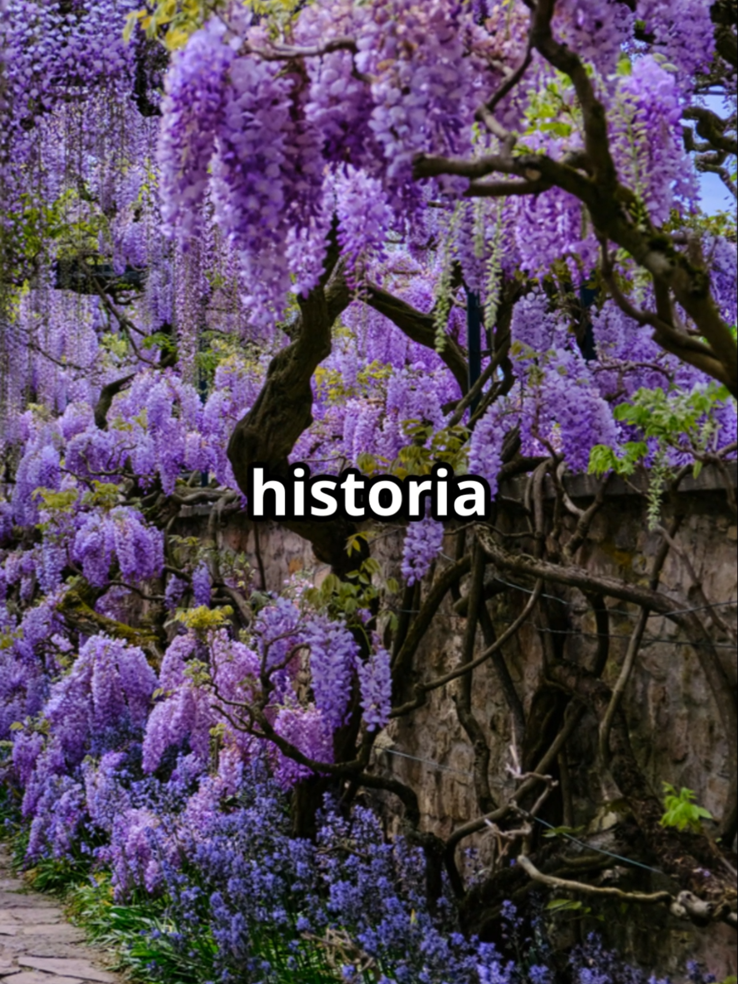 @Florecer Mítico