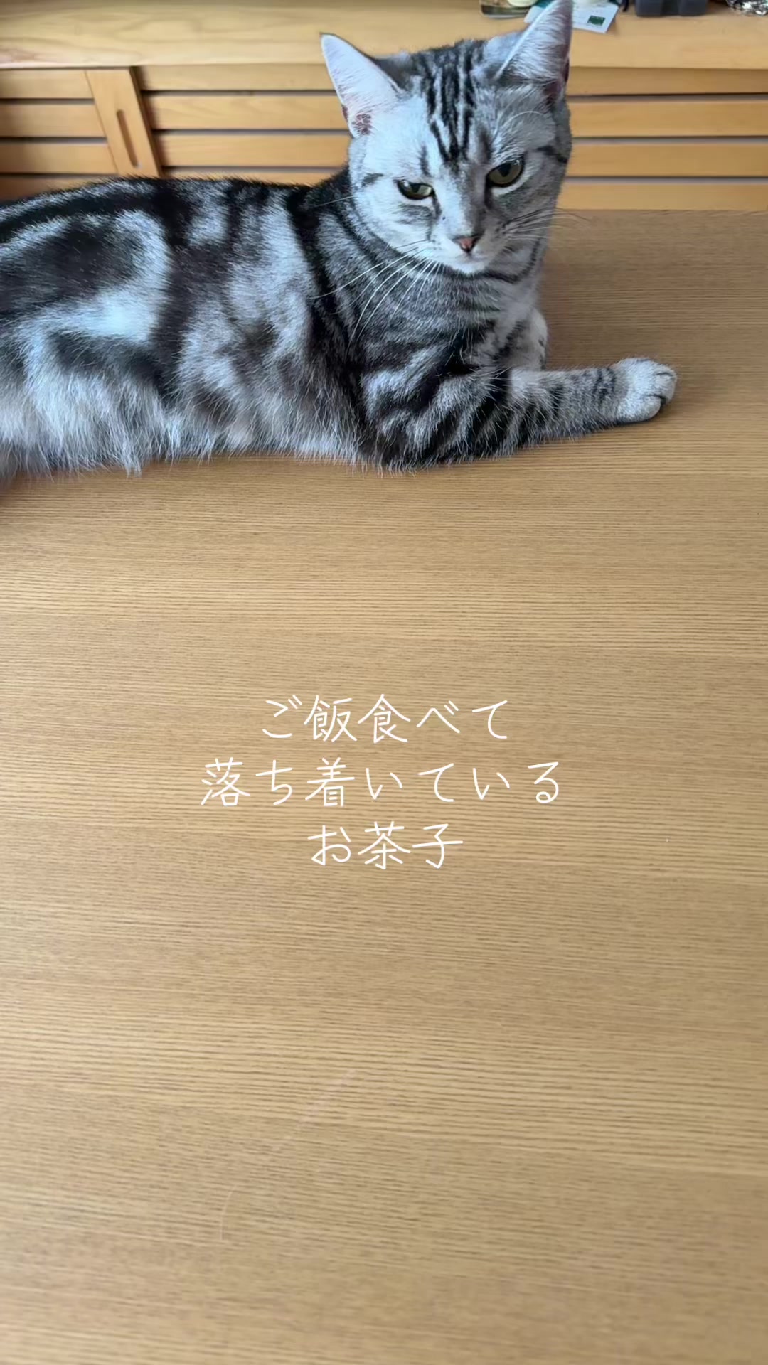 @パンダコンダ