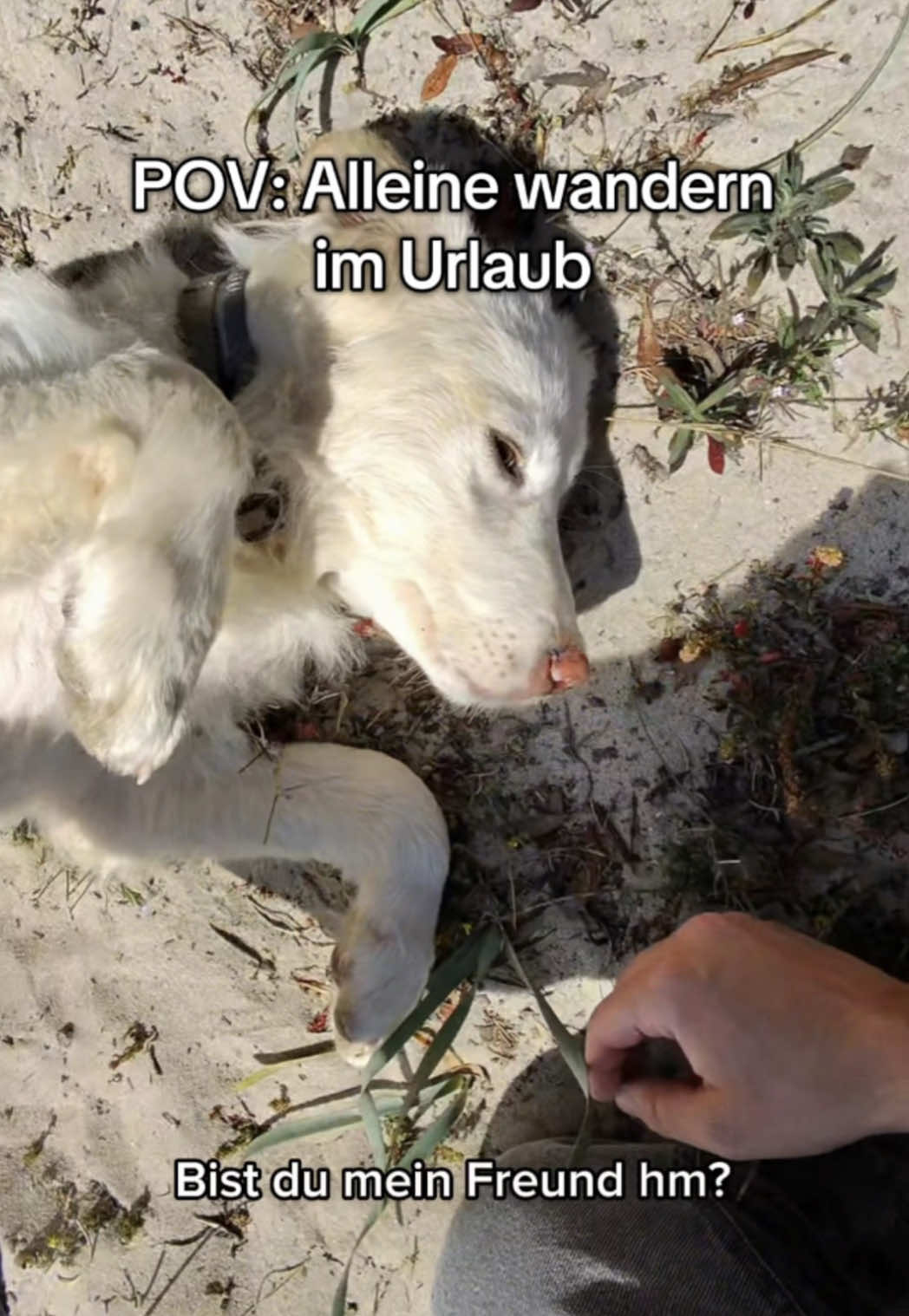 @Fabiospov