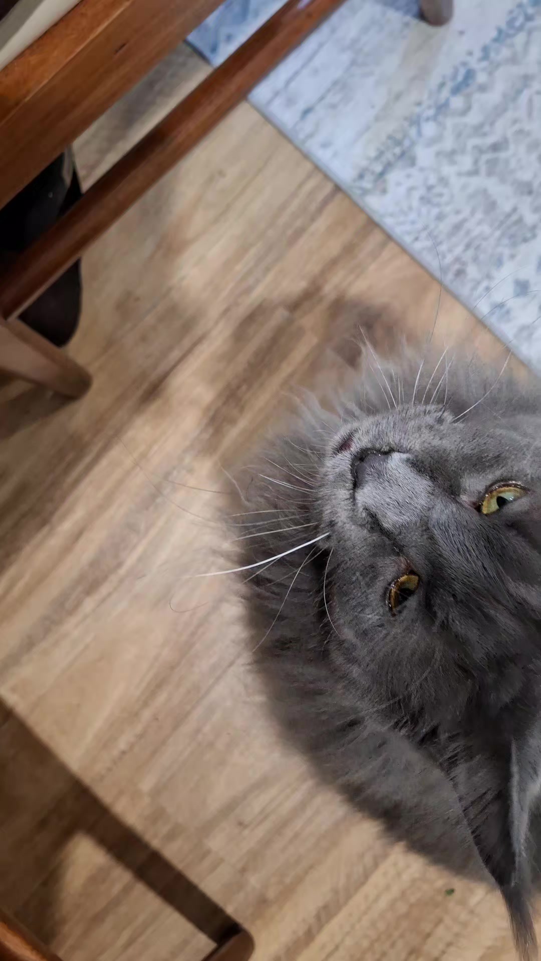 @Ragnar the Maine Coon 🐈