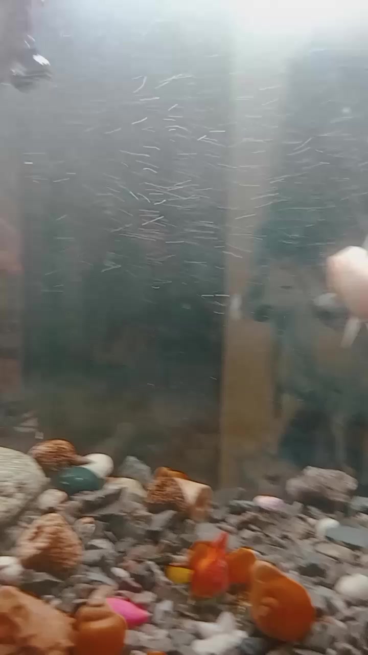 @hamro aquarium