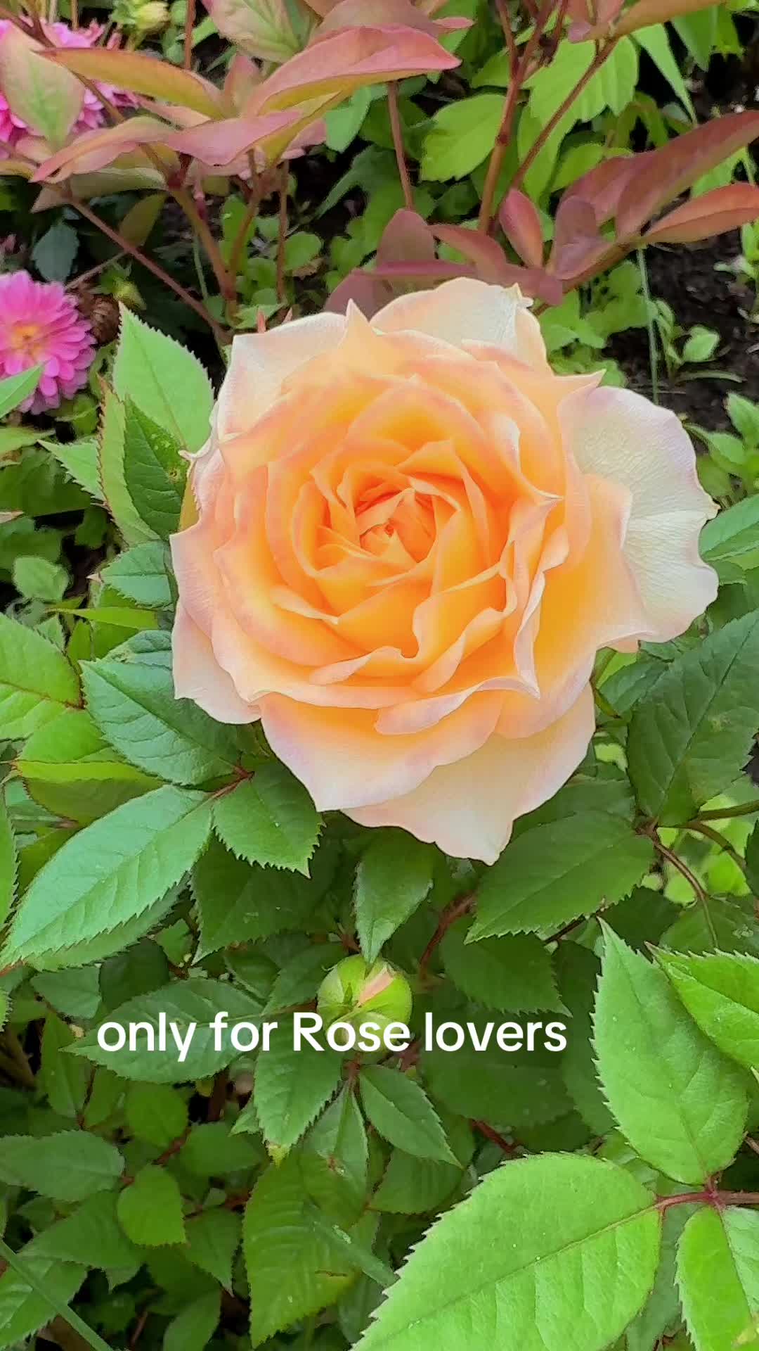 @deep 777