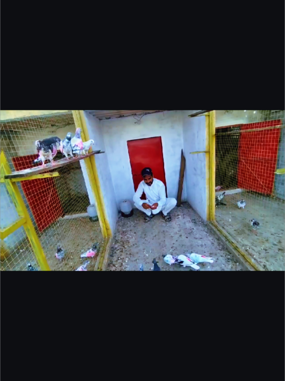 @Babar Pigeons Club