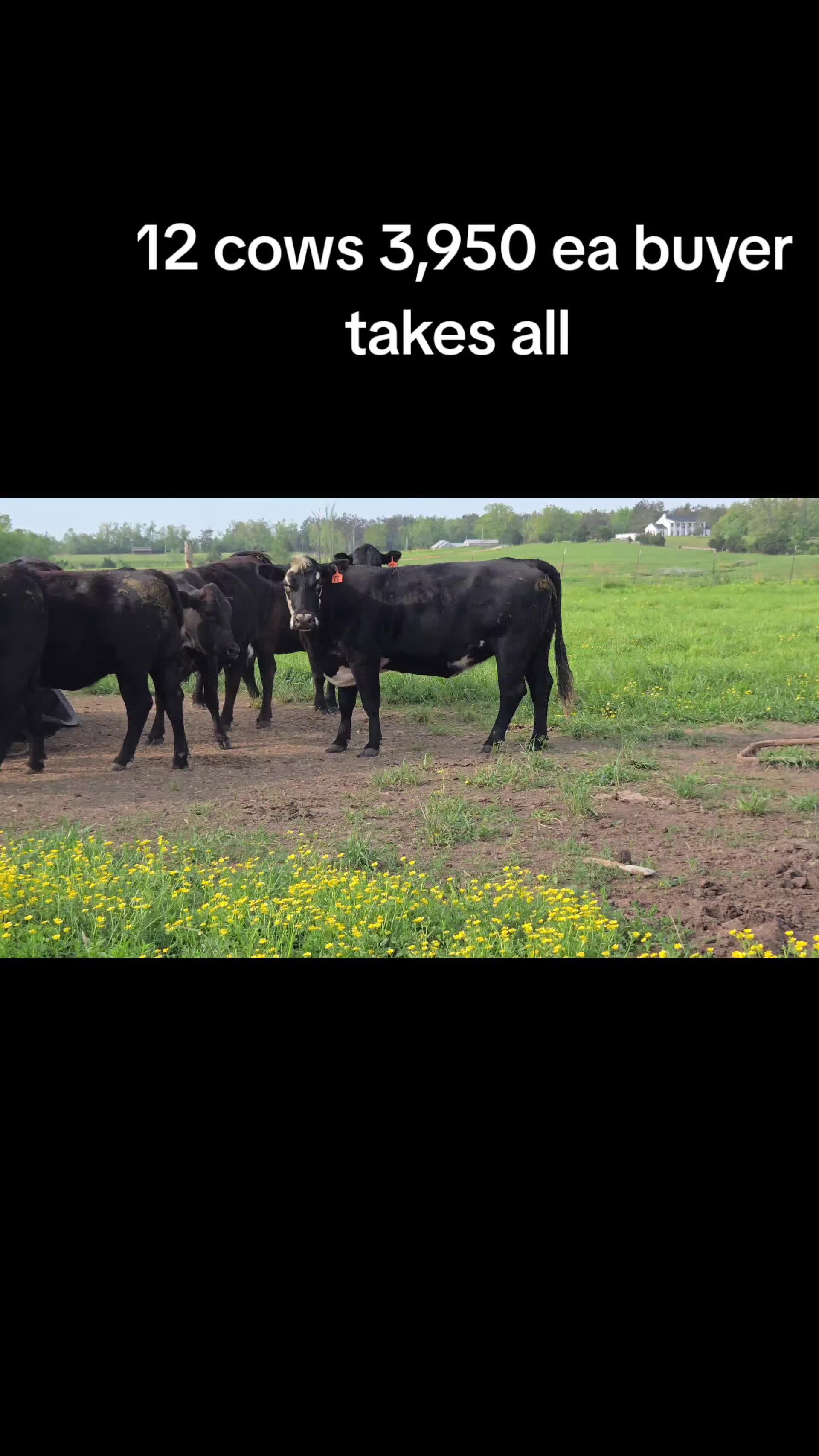 @Windy Ridge Farms