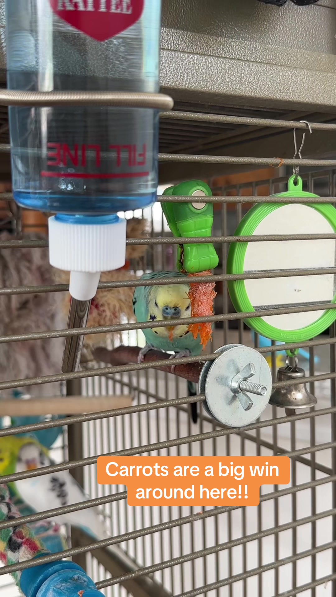 @The budgie trio