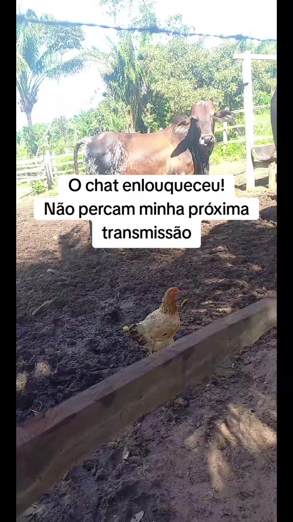 @menina do interior