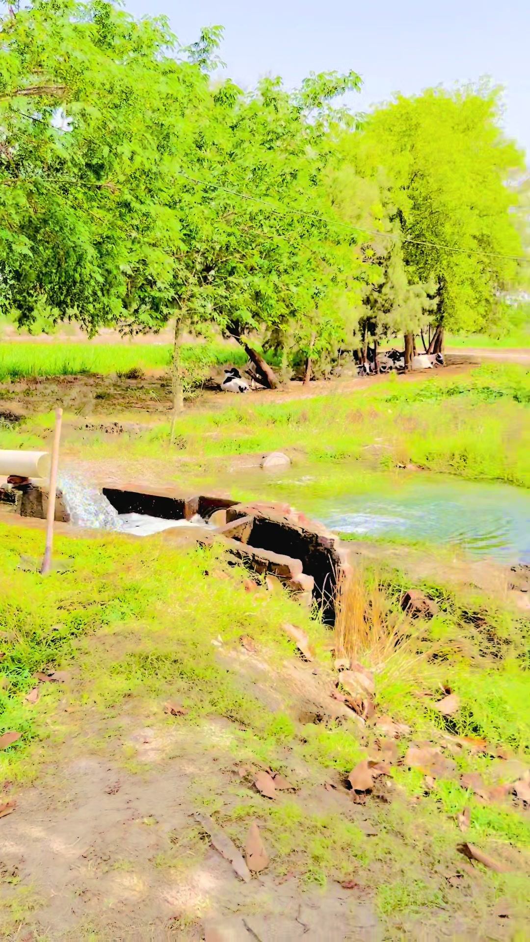@Mian Ali