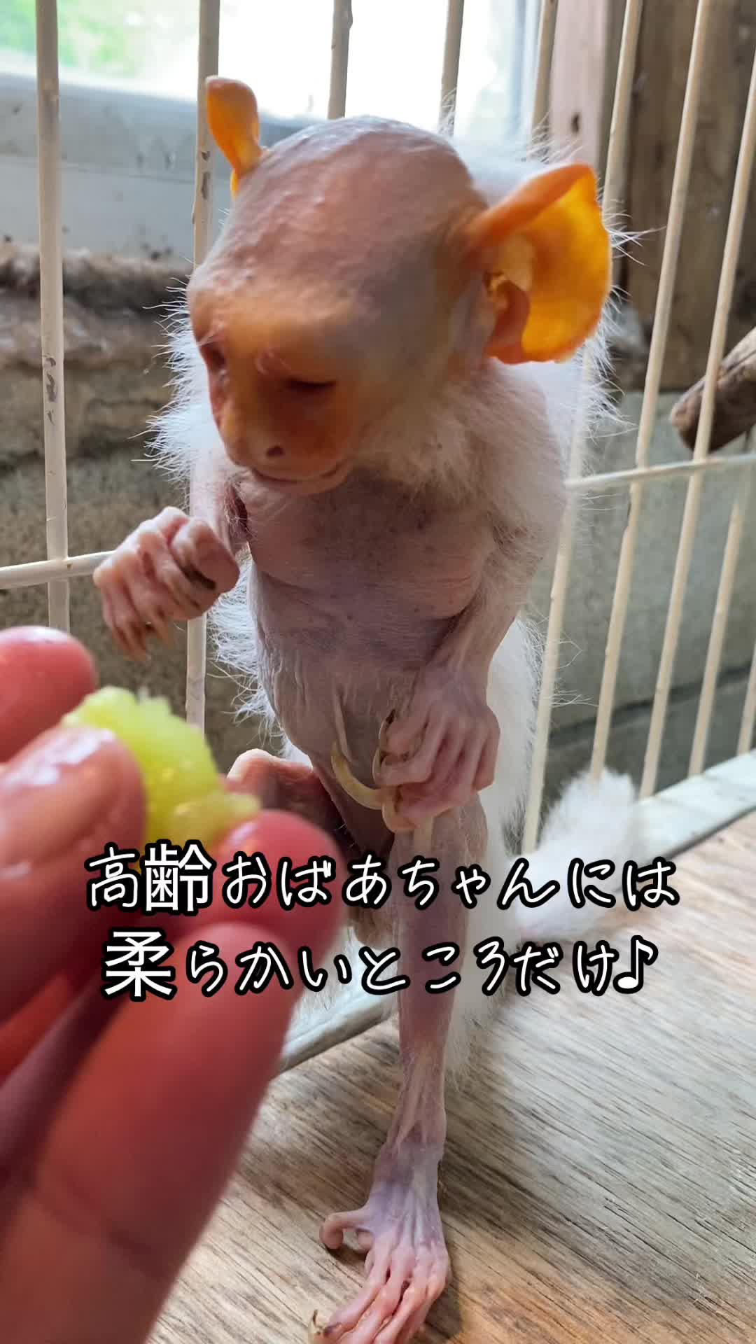 @草津熱帯圏