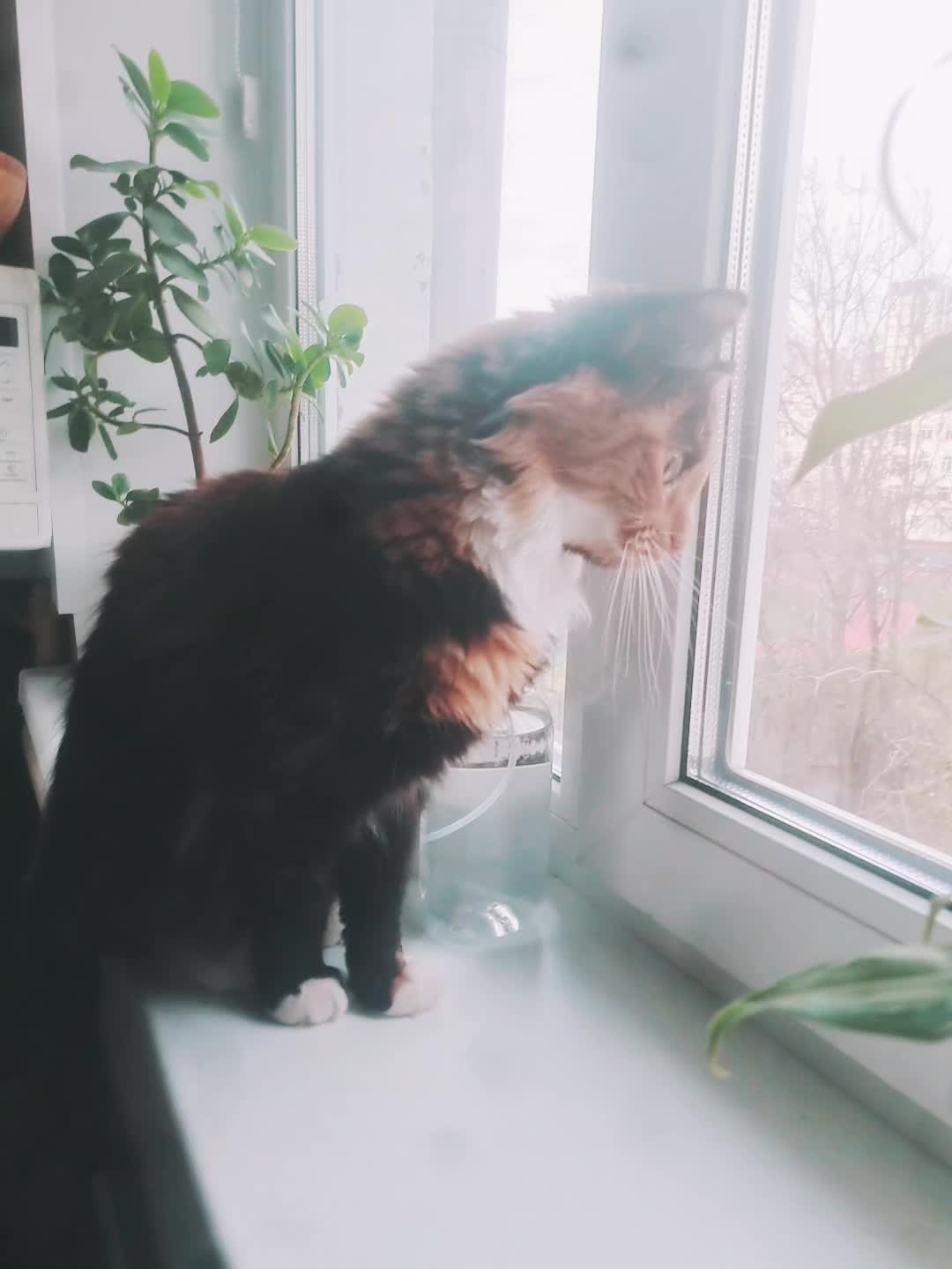 @꧁༺𝕾𝖔𝖁𝖆༻꧂