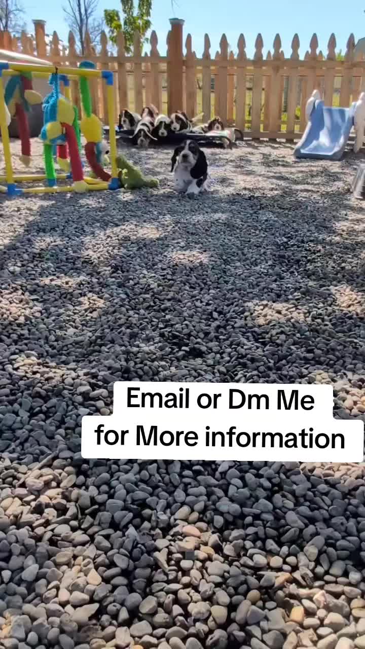 @Home Of All Basset Hound Pups