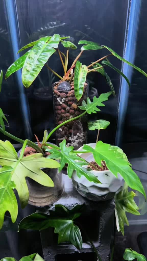@Plant Deco ATL