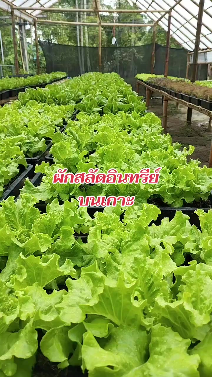 @มูมู่พาวิว