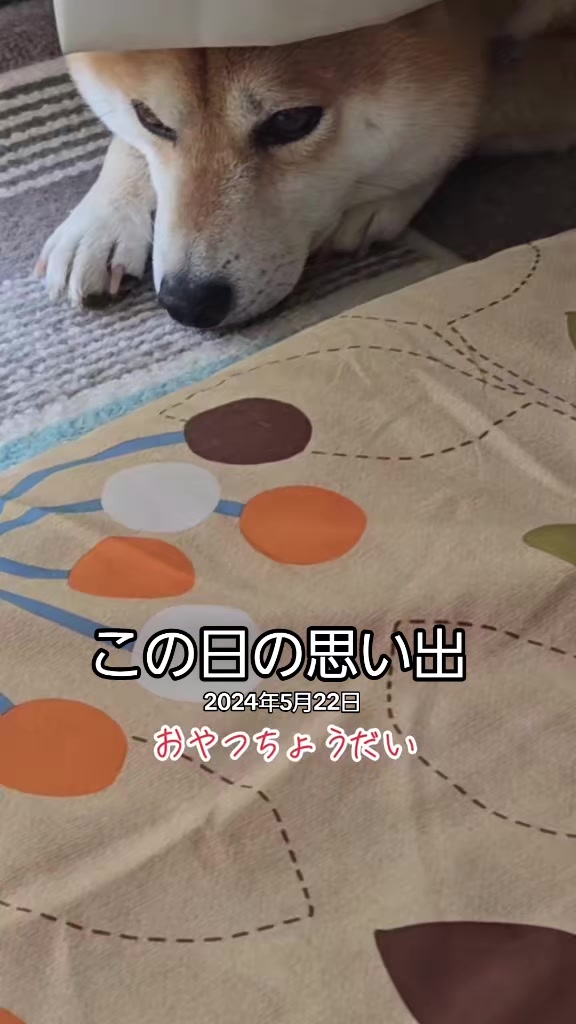 @柴犬リクママ