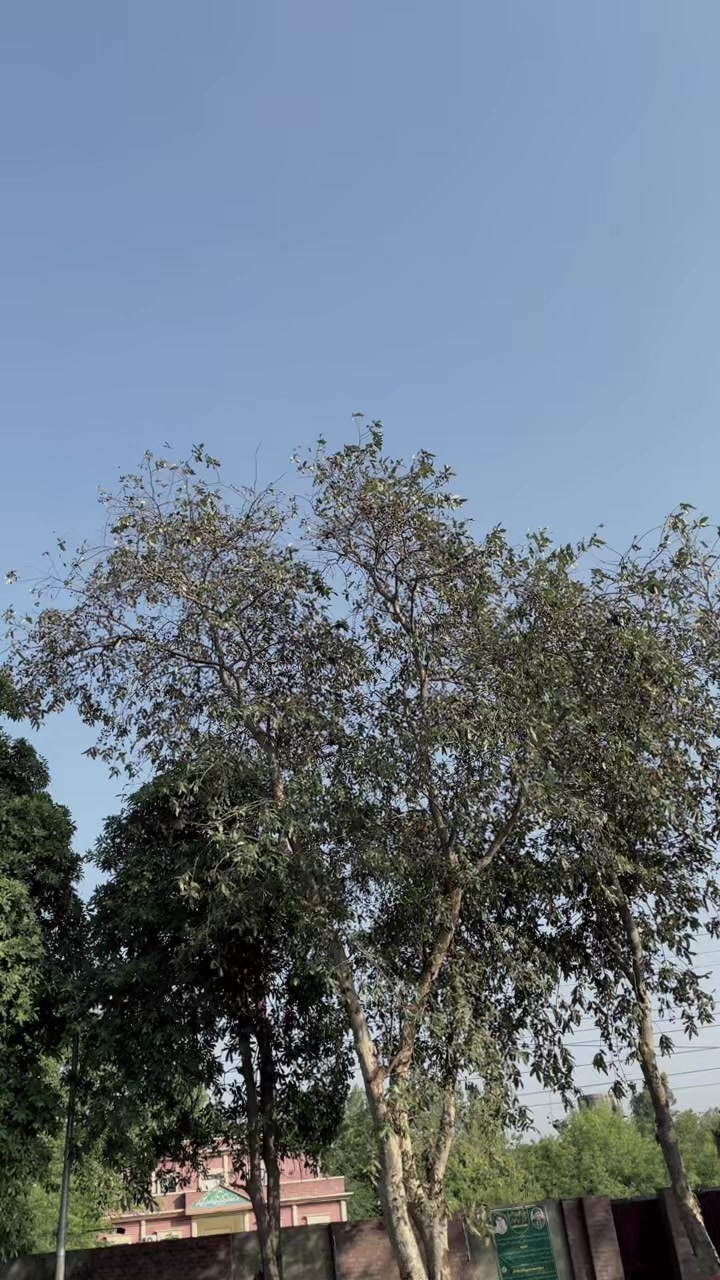 @شیخ
