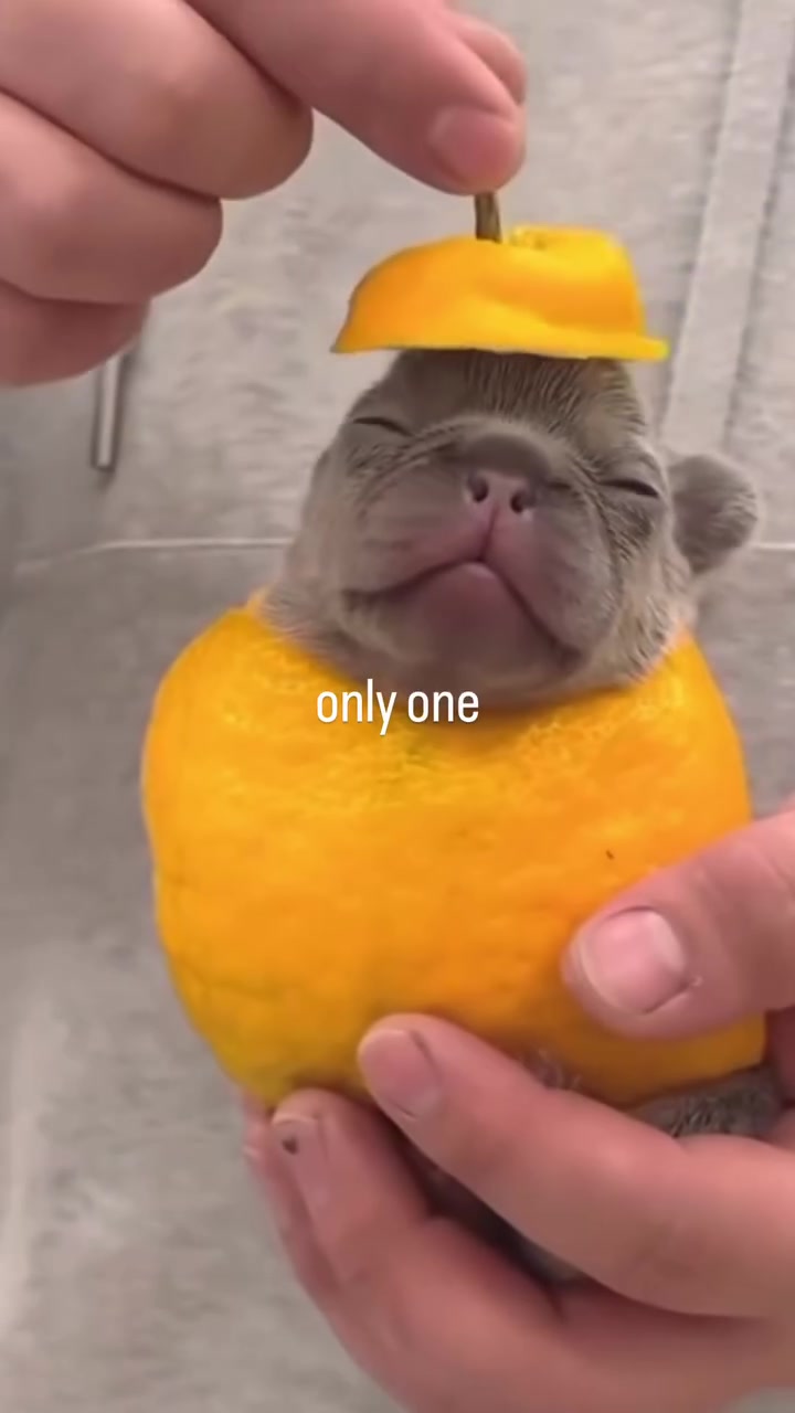 @Pibble Plug