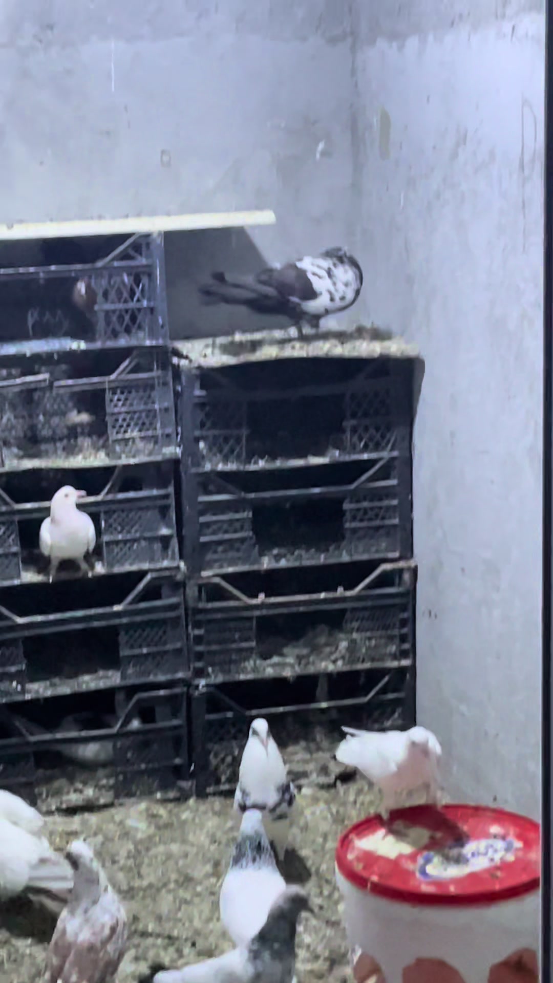 @𝗧𝗲𝘇𝗲 𝗠𝗲𝗵𝗹𝗲 🕊️