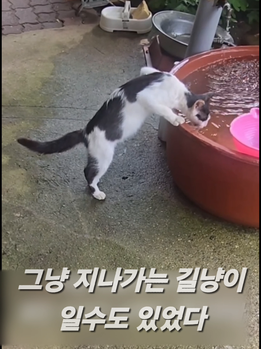 @유튜브 윤파머 납작복숭아