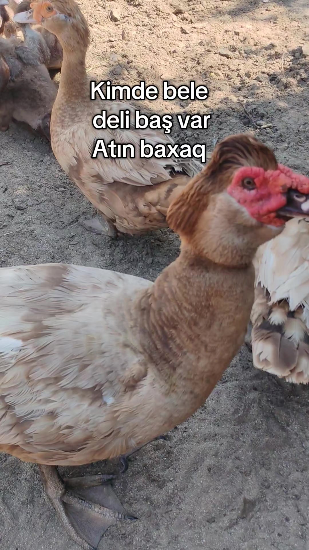 @MAŞTAĞA_QUŞCULUĞ