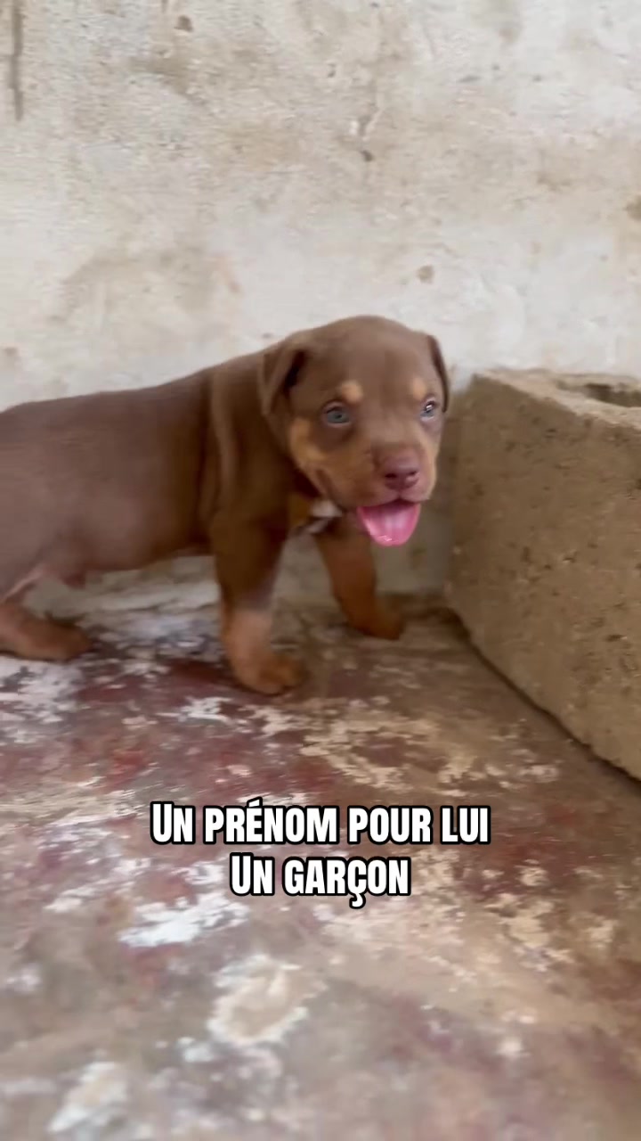 @Jummaux_dog🐶🐾 ✪