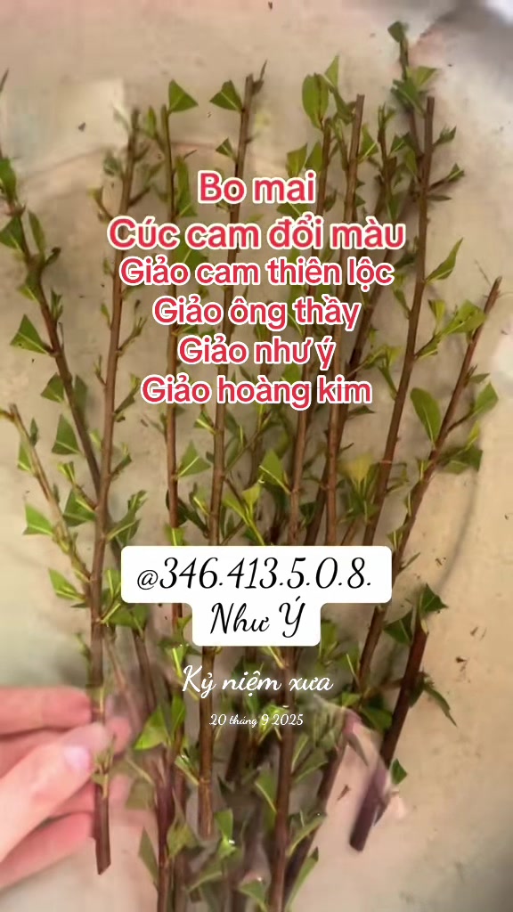 @Như Ý